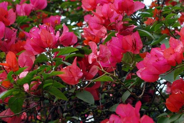 三角梅產地在哪里 三角梅幾年開花