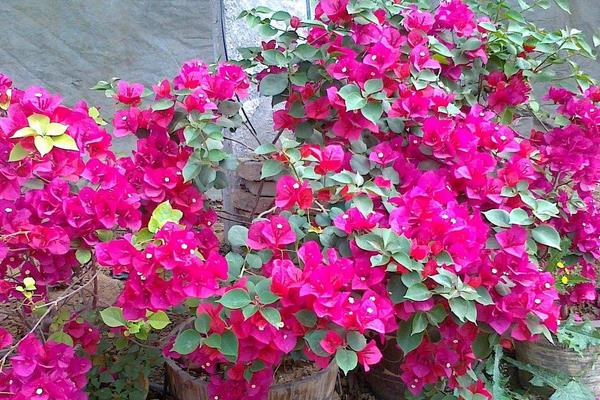 三角梅產地在哪里 三角梅幾年開花