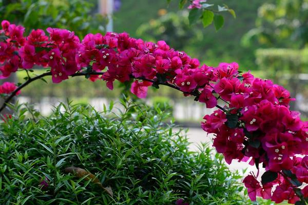 三角梅產地在哪里 三角梅幾年開花