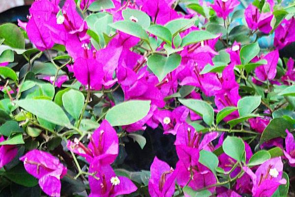 三角梅產地在哪里 三角梅幾年開花