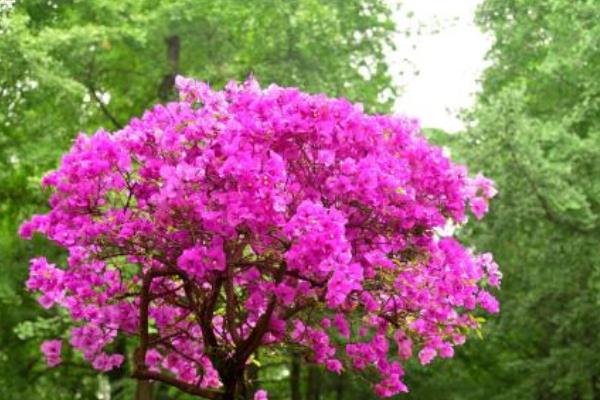 三角梅產地在哪里 三角梅幾年開花