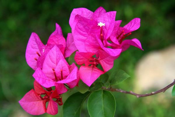 三角梅產地在哪里 三角梅幾年開花