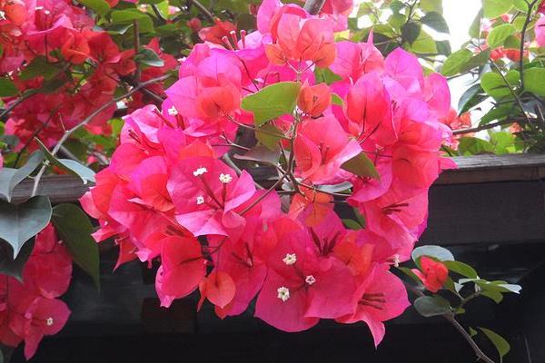 三角梅產地在哪里 三角梅幾年開花