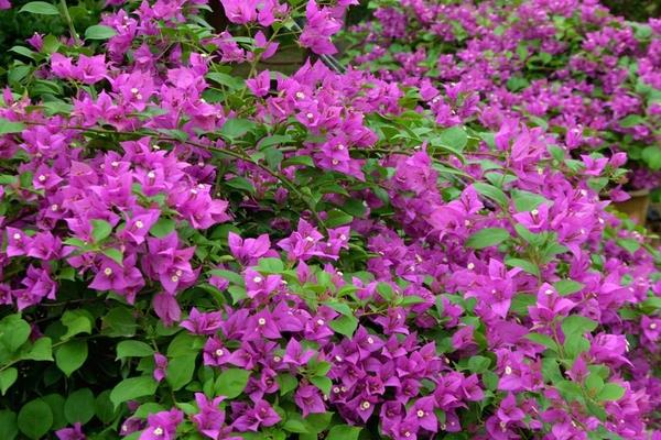 三角梅產地在哪里 三角梅幾年開花