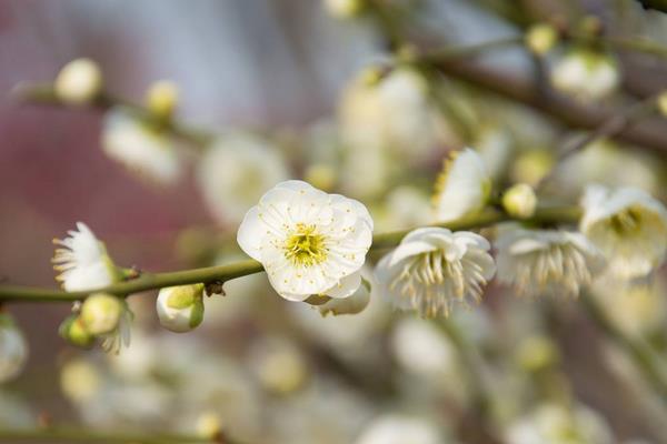 梅花和臘梅的區別是什么 梅花的品種