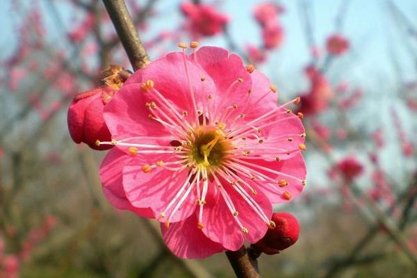 梅花和臘梅的區別是什么 梅花的品種