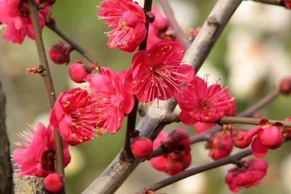 梅花和臘梅的區別是什么 梅花的品種