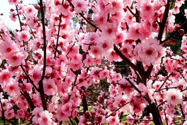 梅花和臘梅的區別是什么 梅花的品種