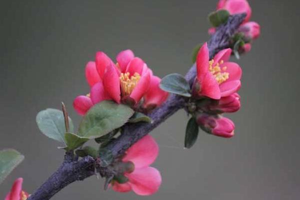 梅花和臘梅的區別是什么 梅花的品種