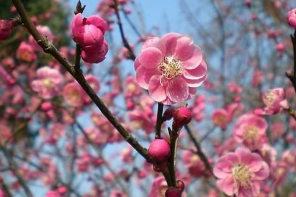 梅花和臘梅的區別是什么 梅花的品種