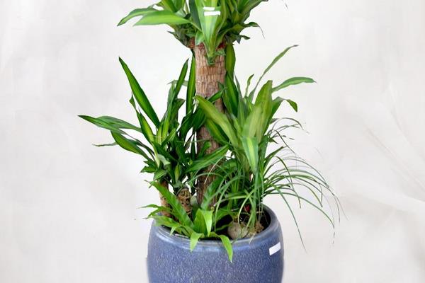 家庭養殖巴西木對風水有什么作用 巴西木放在室內哪個位置好