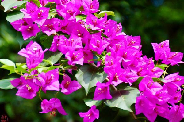 三角梅種子怎么種 三角梅栽培方法