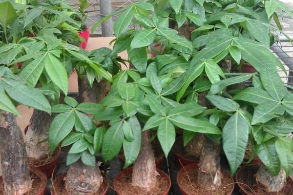 發財樹做盆景怎么造型好看 發財樹怎么澆水