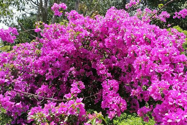 三角梅種子怎么種 三角梅栽培方法