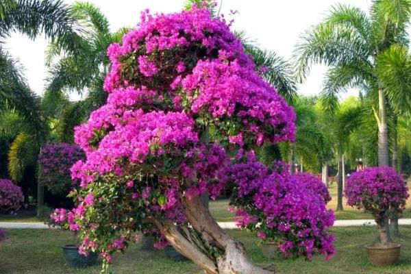 三角梅種子怎么種 三角梅栽培方法