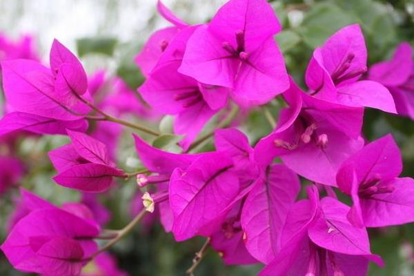 三角梅種子怎么種 三角梅栽培方法