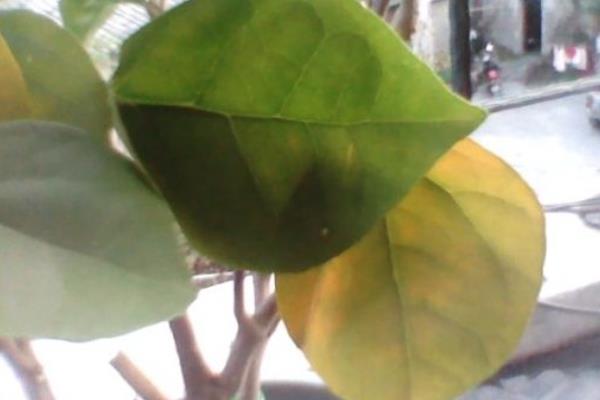 三角梅種子怎么種 三角梅栽培方法