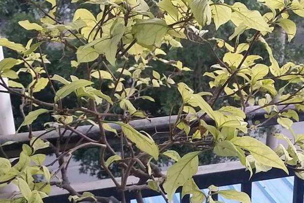 三角梅種子怎么種 三角梅栽培方法