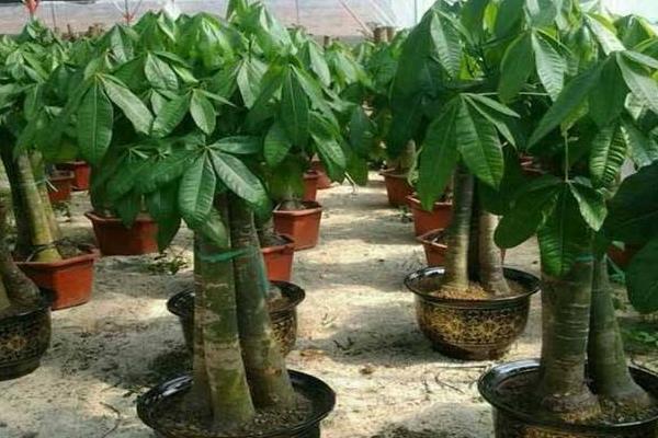 發財樹繁殖方法（嫁接、扦插） 發財樹的養殖方法