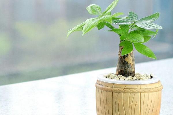 發財樹怎么養 發財樹養殖方法與注意事項