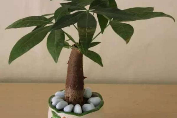 發財樹吸甲醛嗎 發財樹能放在室內臥室嗎