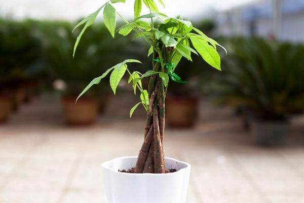 發財樹怎么養 發財樹養殖方法與注意事項