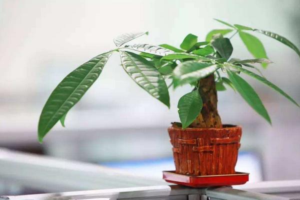 發財樹怎么養 發財樹養殖方法與注意事項