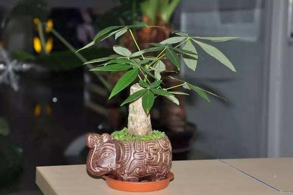 發財樹怎么養 發財樹養殖方法與注意事項