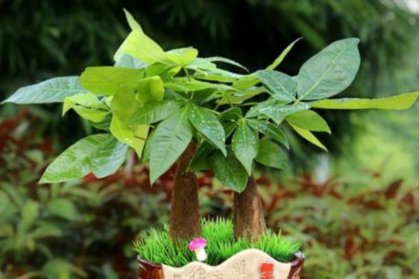 發財樹怎么養 發財樹養殖方法與注意事項