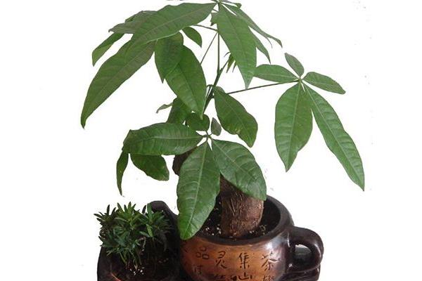 發財樹怎么養 發財樹養殖方法與注意事項
