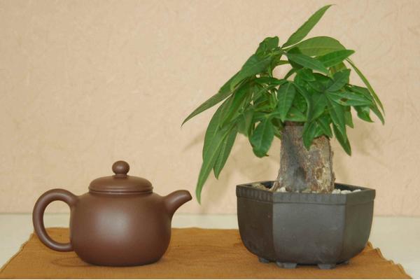 發財樹圖片大全 發財樹有幾種