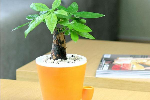 發財樹好養嗎 養發財樹用什么土