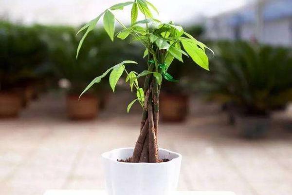 發財樹種子市場價格多少錢一斤 發財樹種子怎么種