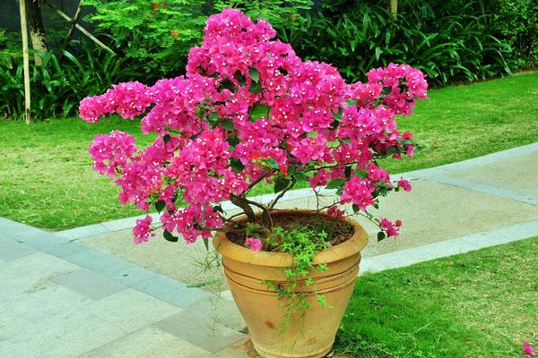 三角梅市場價格多少錢一盆 三角梅的養殖方法