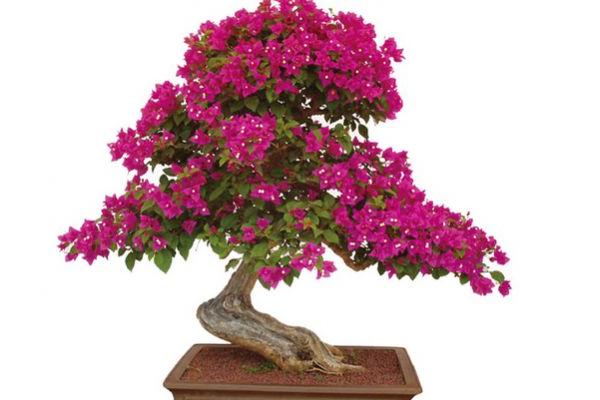 三角梅市場價格多少錢一盆 三角梅的養殖方法