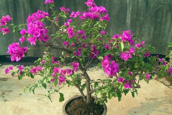 三角梅市場價格多少錢一盆 三角梅的養殖方法