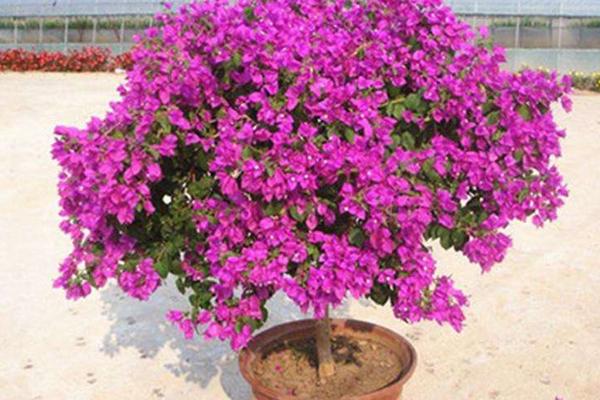 三角梅市場價格多少錢一盆 三角梅的養殖方法