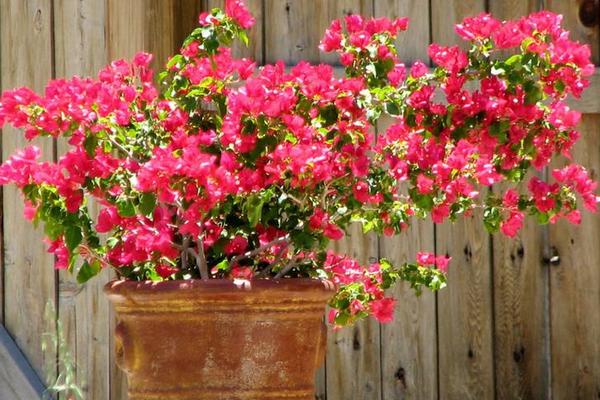 三角梅市場價格多少錢一盆 三角梅的養殖方法