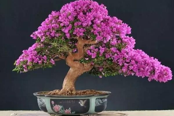 三角梅市場價格多少錢一盆 三角梅的養殖方法