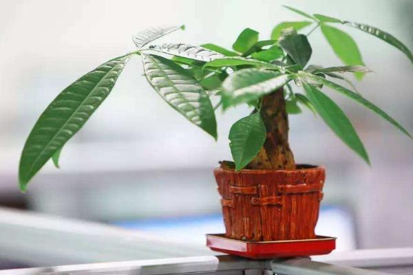 發財樹蔫了怎么辦 發財樹要死了怎么救活