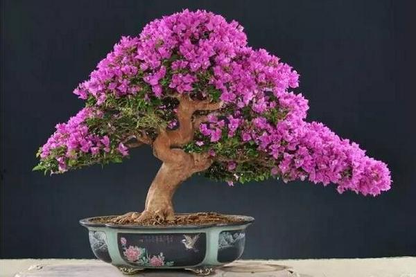 三角梅扦插繁殖方法 三角梅什么時(shí)候扦插好