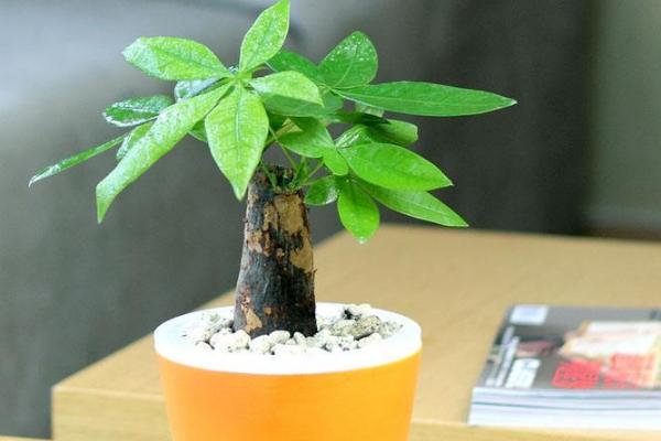 發財樹葉子下垂的原因及解決方法 發財樹掉葉子怎么辦