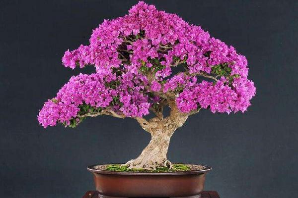 三角梅圖片大全 三角梅有哪些品種 三角梅花語及寓意