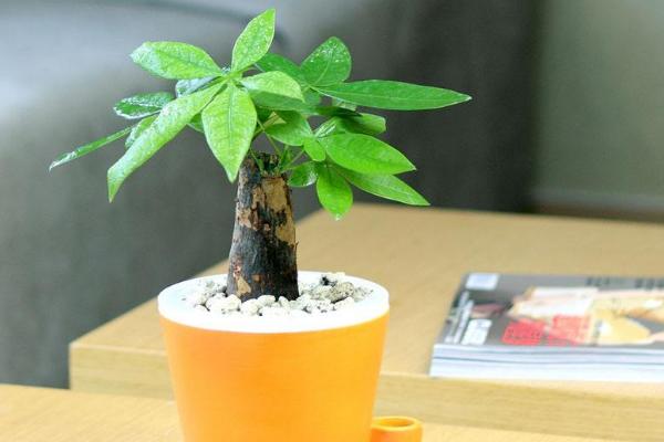 招財樹和發財樹哪個好 招財樹和發財樹的區別是什么