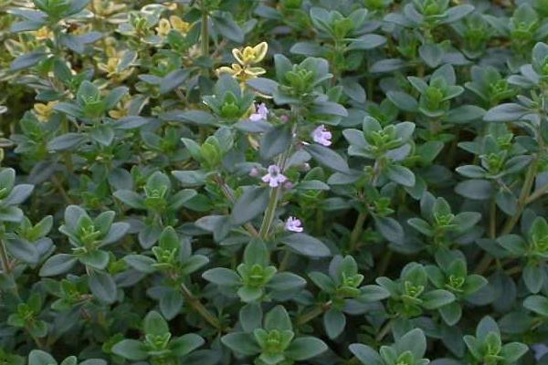 百里香圖片大全 百里香是什么 百里香花語及寓意