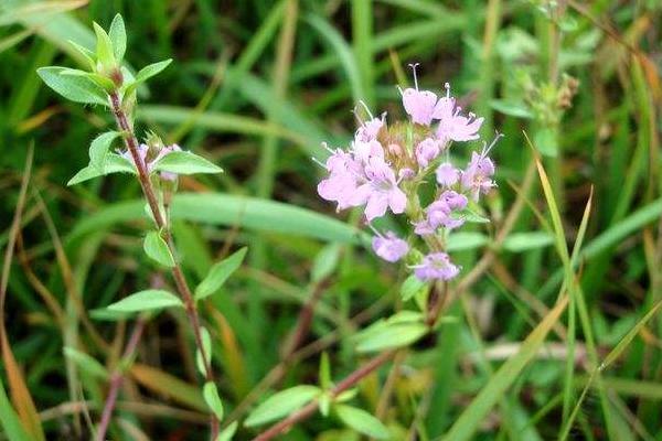 百里香圖片大全 百里香是什么 百里香花語及寓意