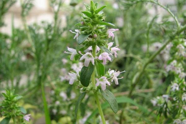 百里香圖片大全 百里香是什么 百里香花語及寓意