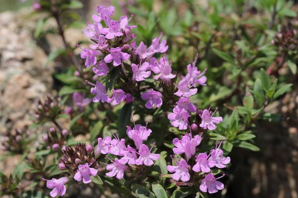 百里香圖片大全 百里香是什么 百里香花語及寓意