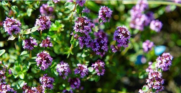 百里香圖片大全 百里香是什么 百里香花語及寓意
