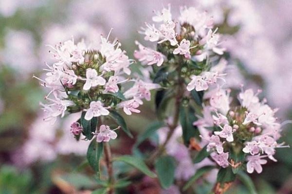 百里香圖片大全 百里香是什么 百里香花語及寓意